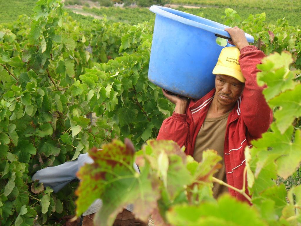Skilpadvlei Wine Farm Municipalità locale di Municipalità locale di Stellenbosch Esterno foto